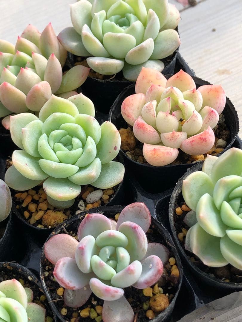 多肉植物 多肉永遠苗♡小苗セット