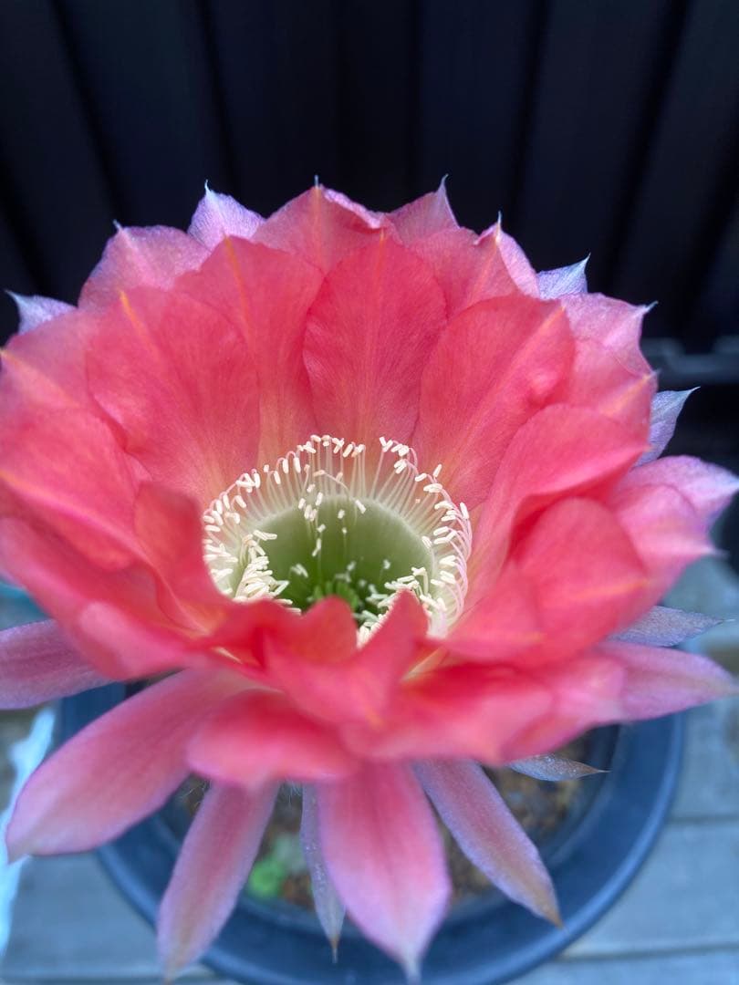 専用ページです！花サボテン カキコ2個♬