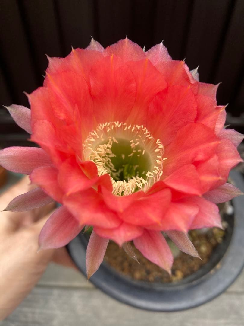 専用ページです！花サボテン カキコ2個♬