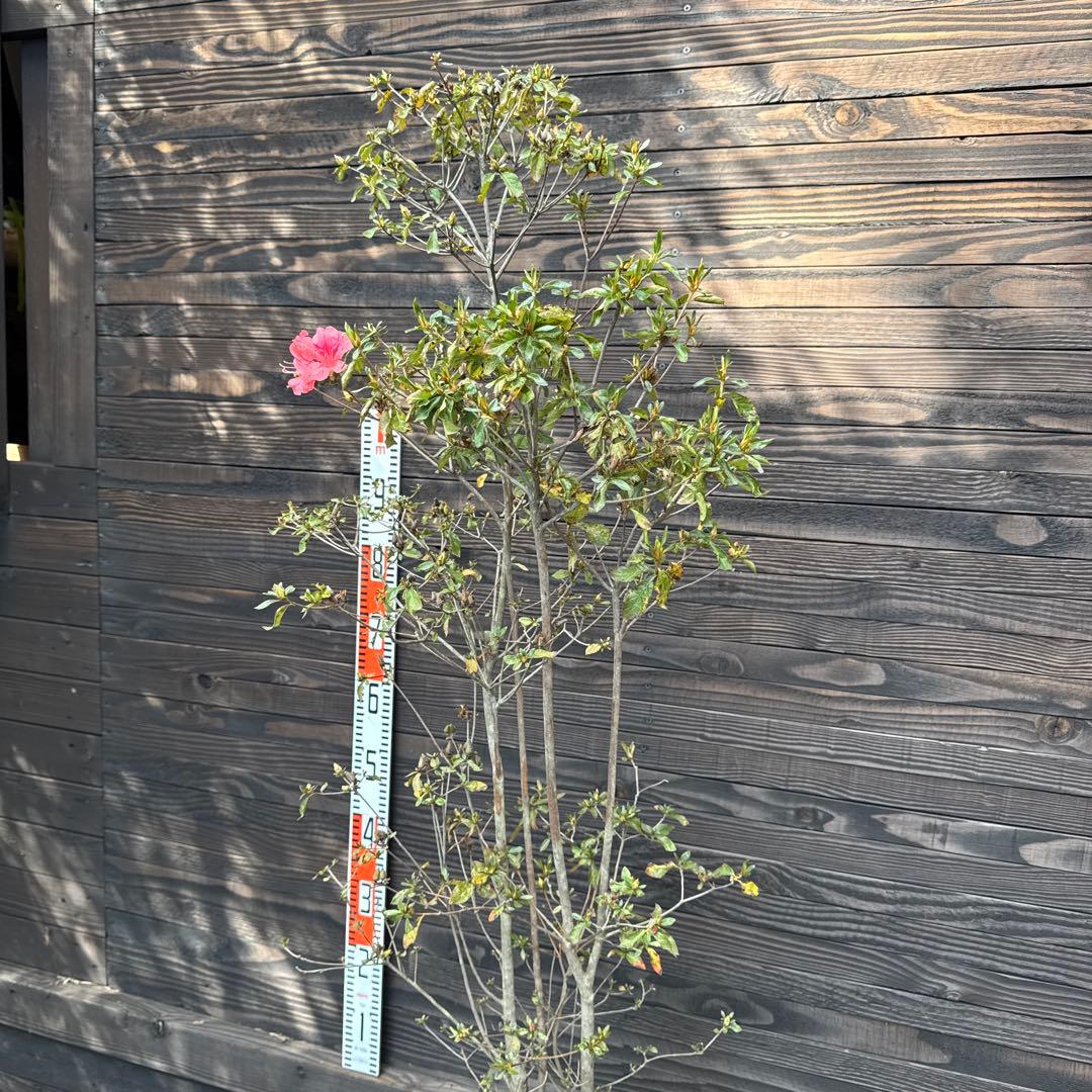 ヤマツツジ/株立ち【現品発送】管理70724