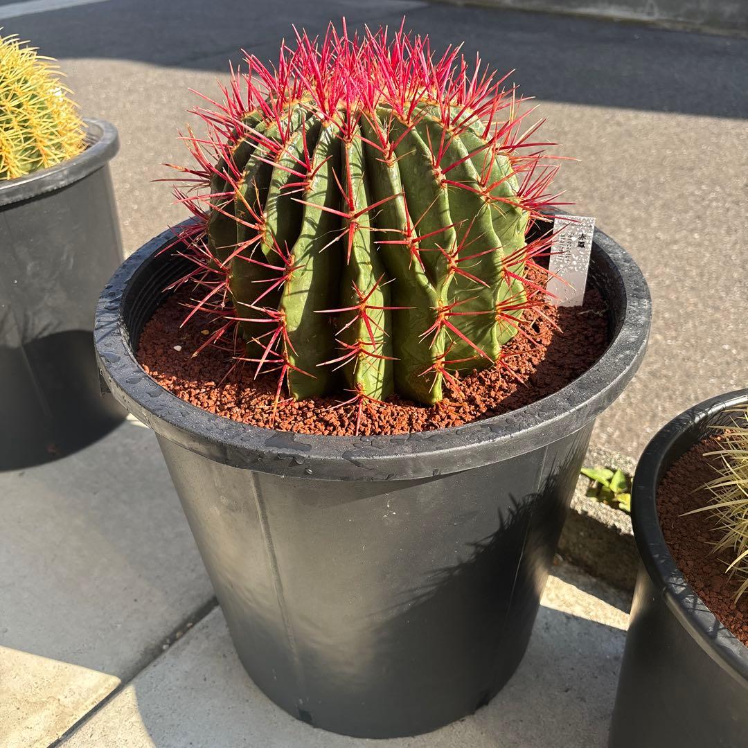 希少な特大サイズ　特特大　特大サイズ　フェロカクタス　赤鳳　12号　尺2サイズ