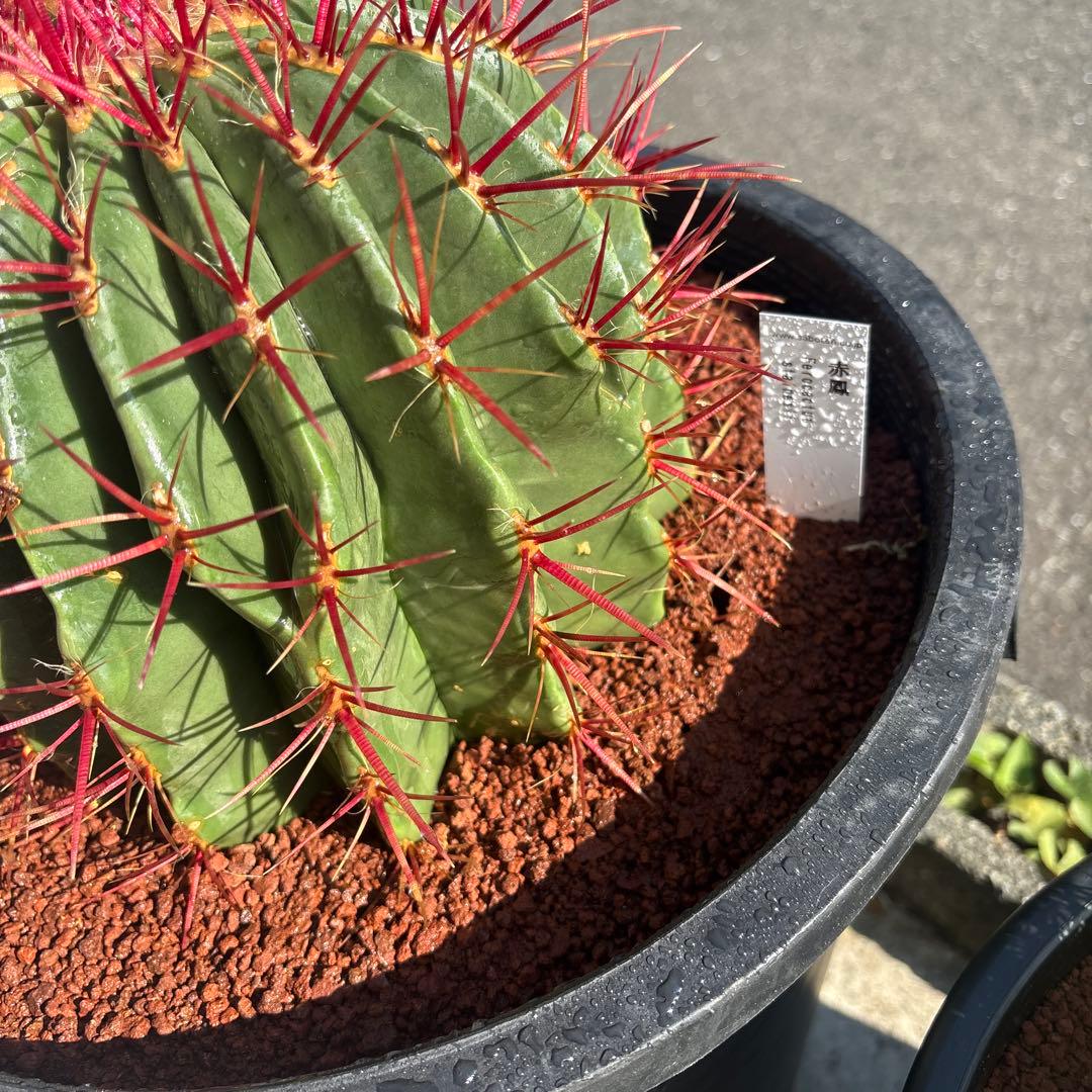 希少な特大サイズ　特特大　特大サイズ　フェロカクタス　赤鳳　12号　尺2サイズ