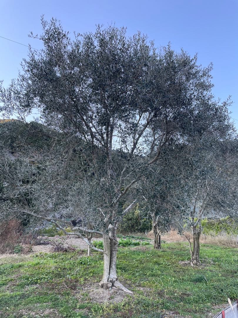 オリーブ 常緑樹 約3メートル