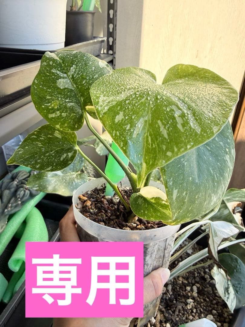 モンステラ　タイコンステレーション　抜き苗