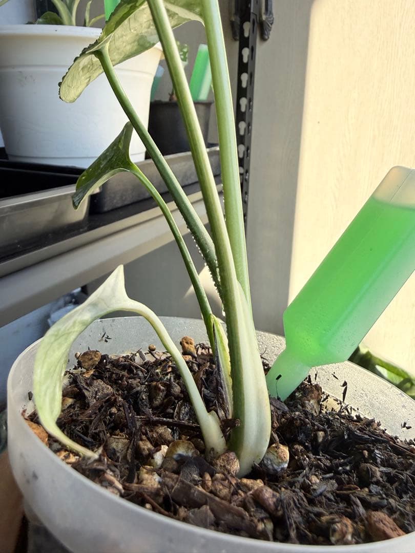 モンステラ　タイコンステレーション　抜き苗