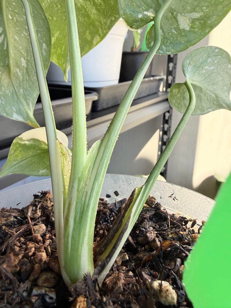 モンステラ　タイコンステレーション　抜き苗