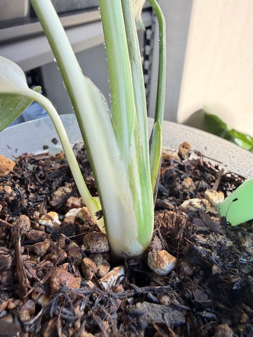 モンステラ　タイコンステレーション　抜き苗