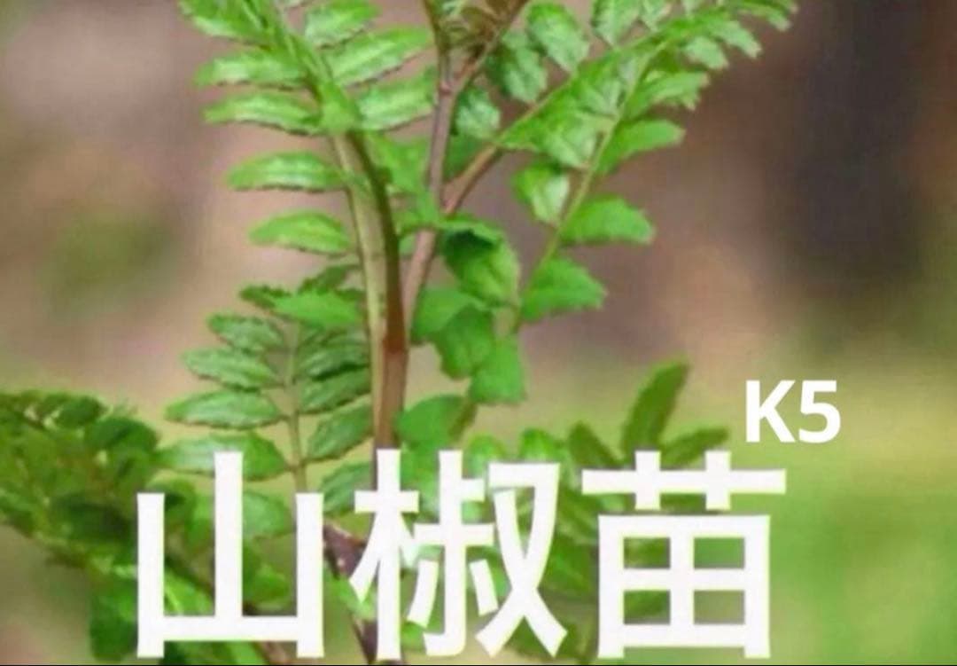 山椒の苗　(葉山椒)