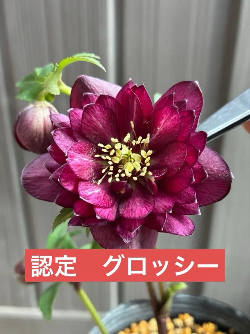 ♡認定グロッシー　‼︎‼︎裏表が艶ピカ‼︎‼︎