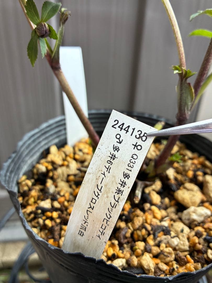 ‼︎極上‼︎認定グロッシー　‼︎‼︎裏表が艶ピカ‼︎‼︎