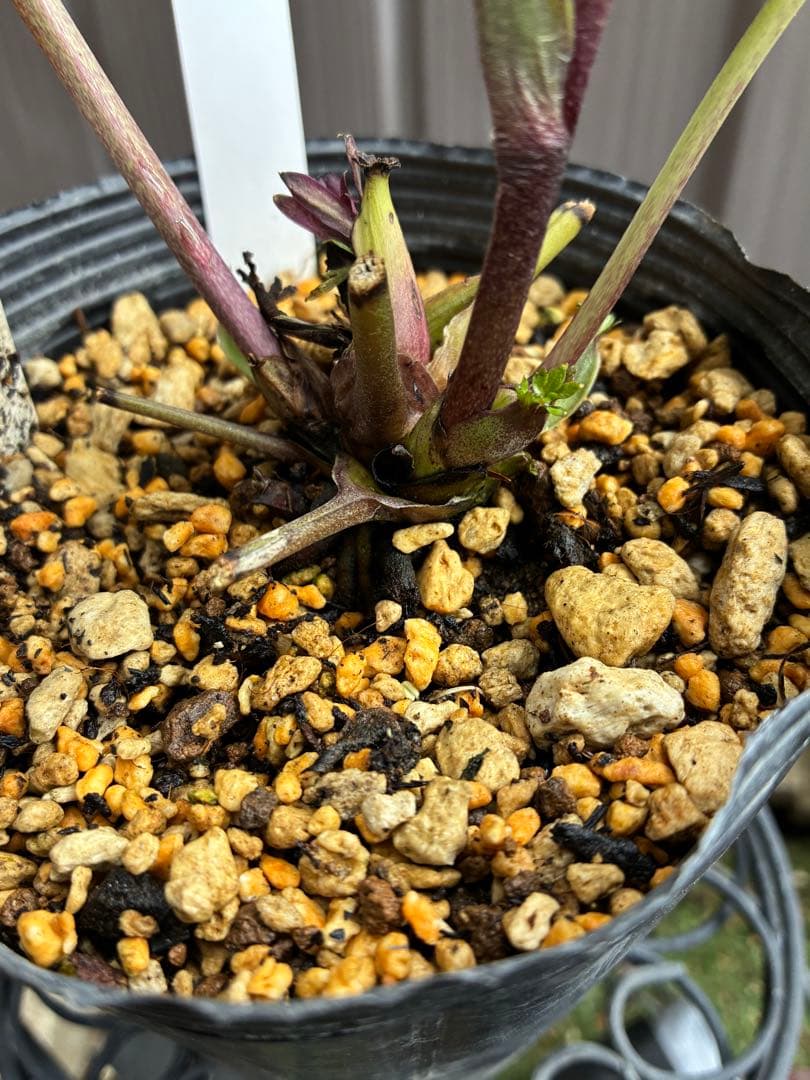 ‼︎極上‼︎認定グロッシー　‼︎‼︎裏表が艶ピカ‼︎‼︎