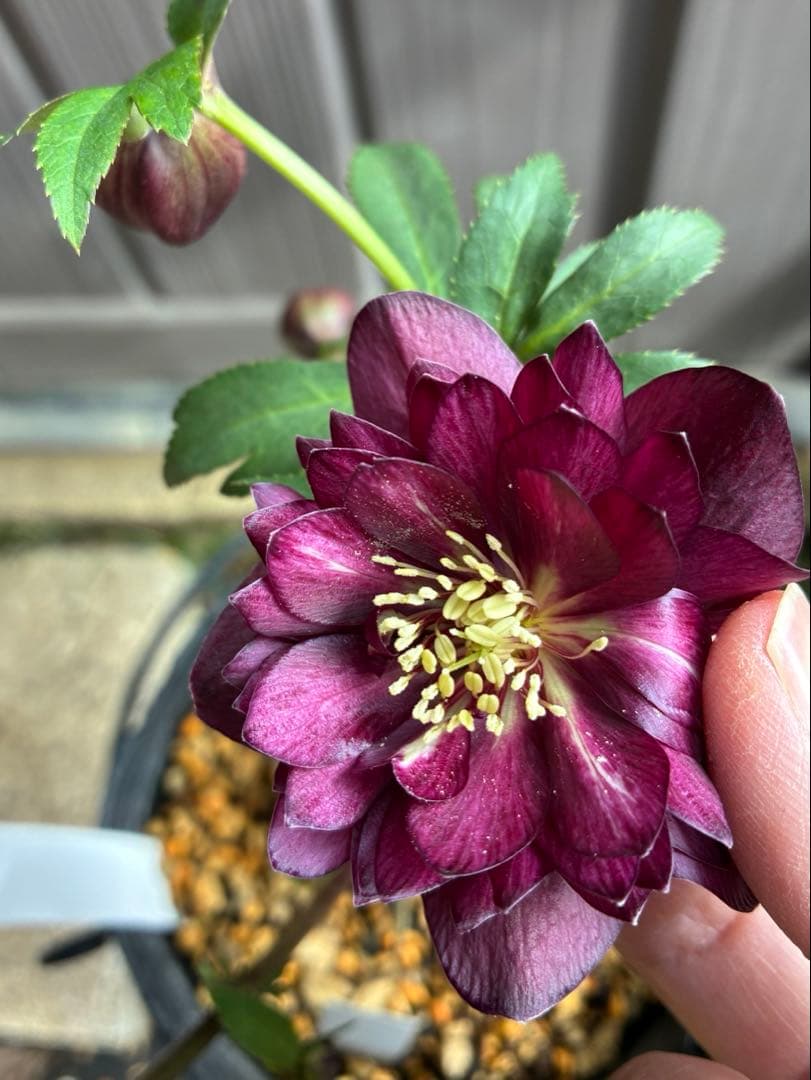 ‼︎極上‼︎認定グロッシー　‼︎‼︎裏表が艶ピカ‼︎‼︎