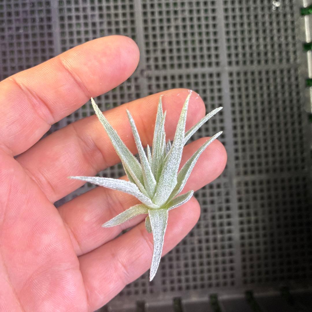 Tillandsia 'Lavender Frost' ティランジア