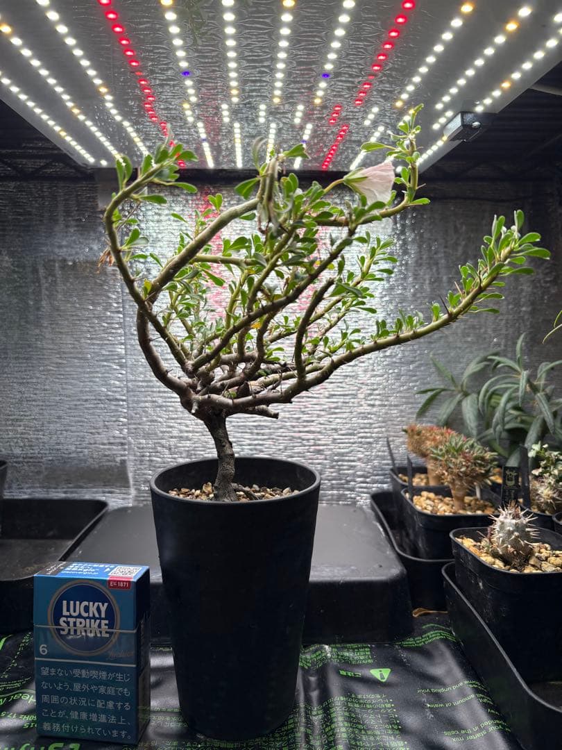 モンソニア（サルコカウロン）　バンデリエティアエ【現地株】