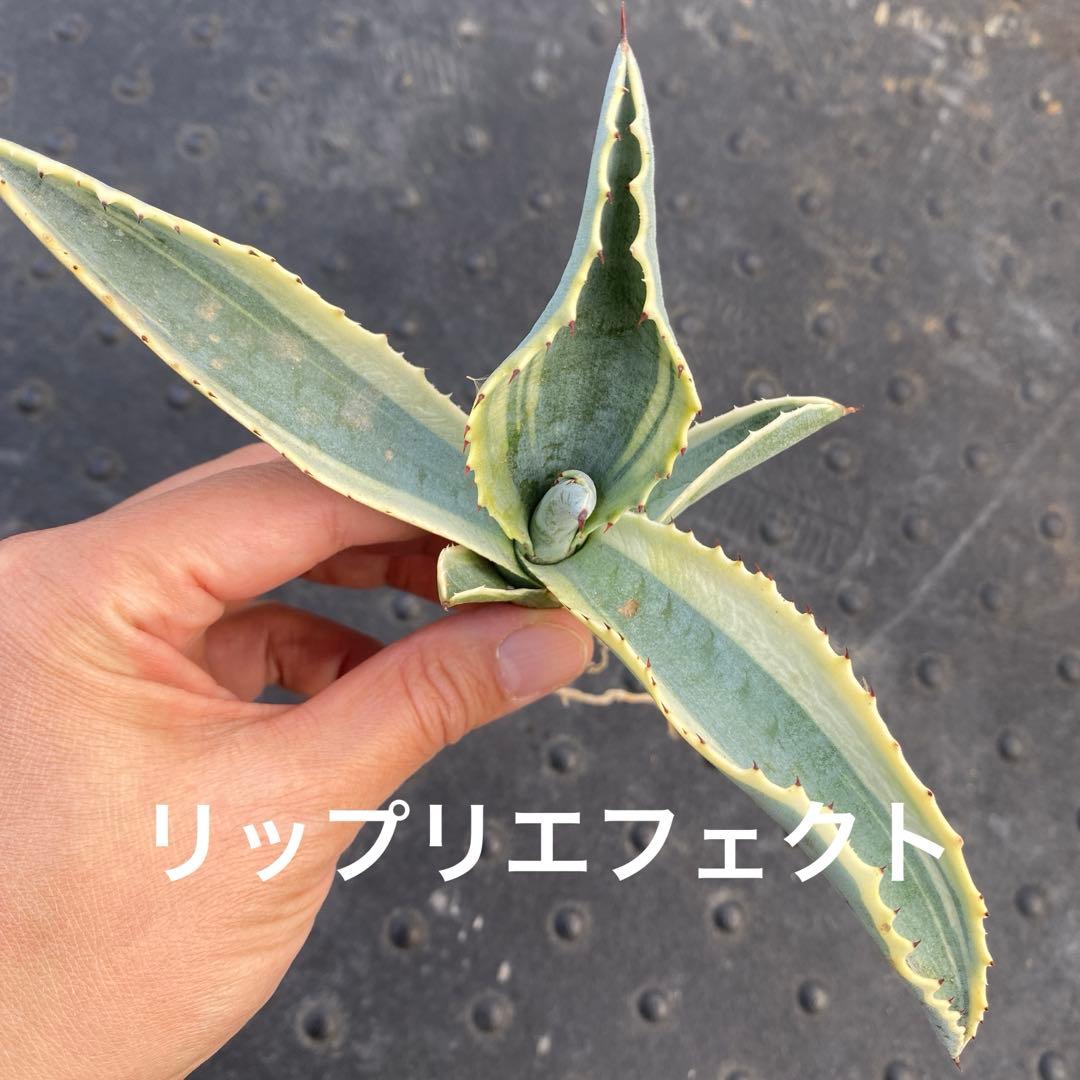 ripplefisher815さま専用