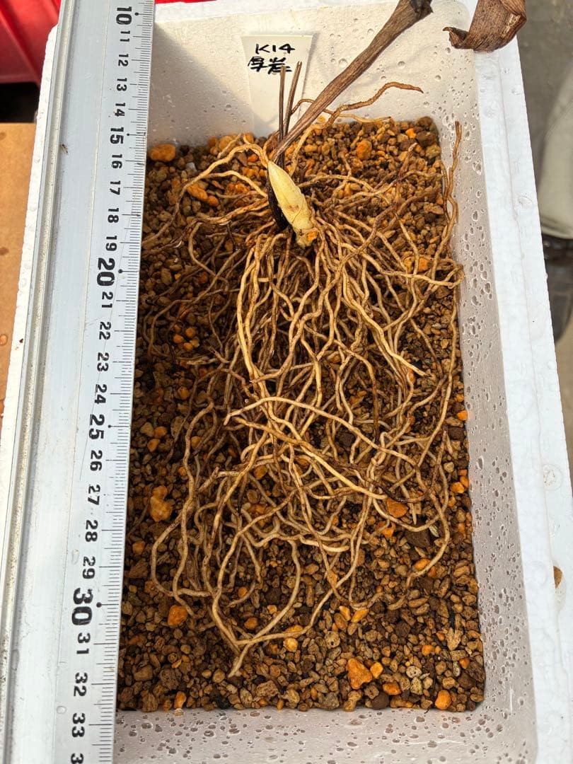 K14 厚岸ホテイアツモリソウ