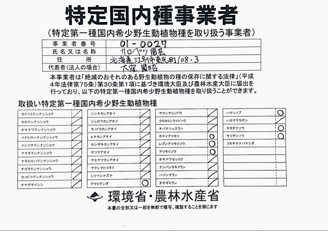 K14 厚岸ホテイアツモリソウ