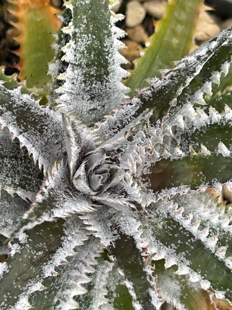 DBディッキア Dyckia Arizona x BS small #118 ⑹