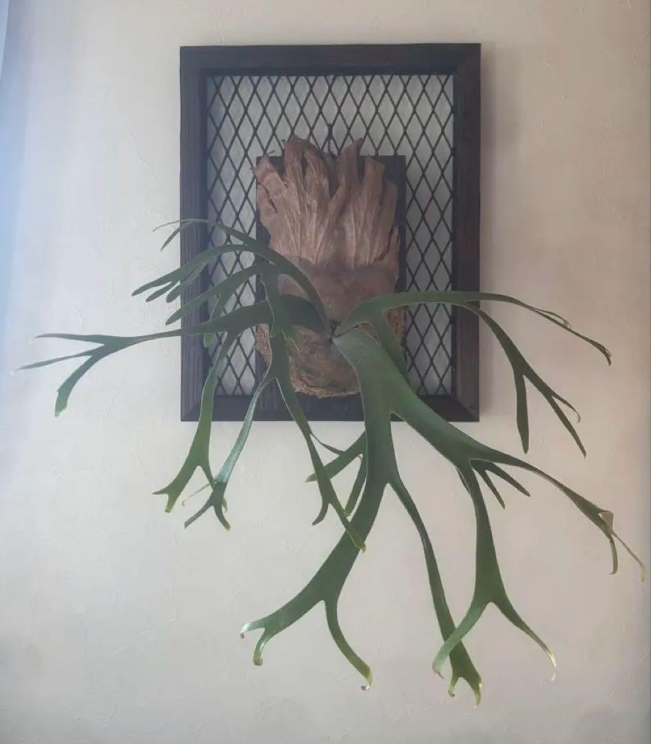 ビカクシダ P. willinckii 'Queen Sawangan'