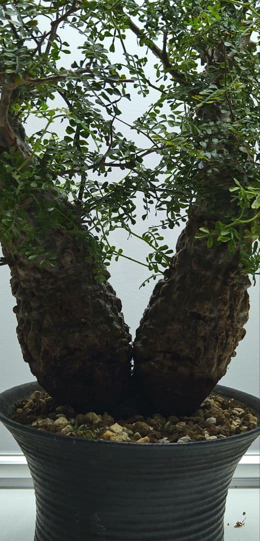 パキプス　2頭　双頭 発根済み株　グラキリス　ウィンゾリー