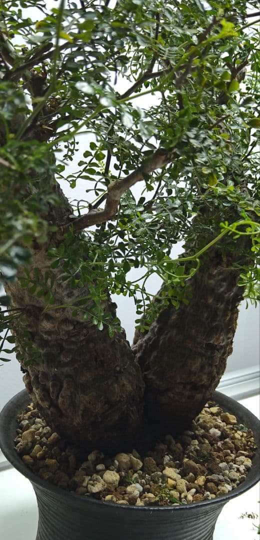 パキプス　2頭　双頭 発根済み株　グラキリス　ウィンゾリー