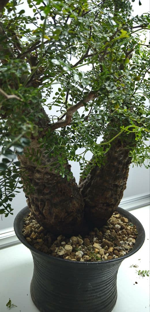 パキプス　2頭　双頭 発根済み株　グラキリス　ウィンゾリー