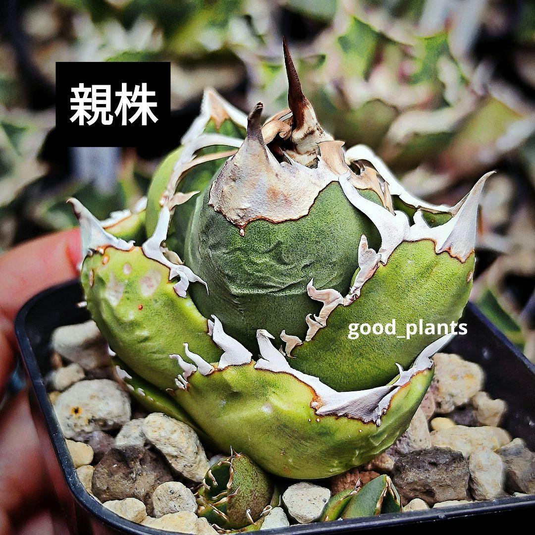 アガベ チタノタ 追星 COK CG-01 子株 ②