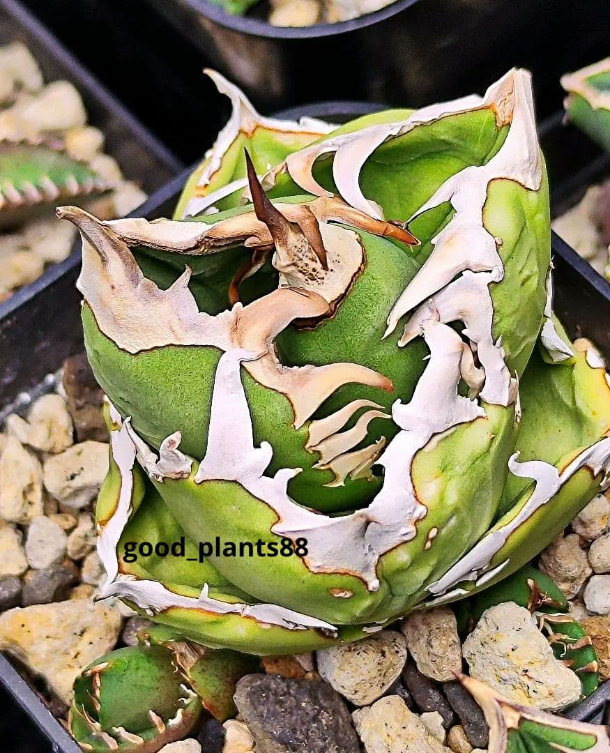 アガベ チタノタ 追星 COK CG-01 子株 ②