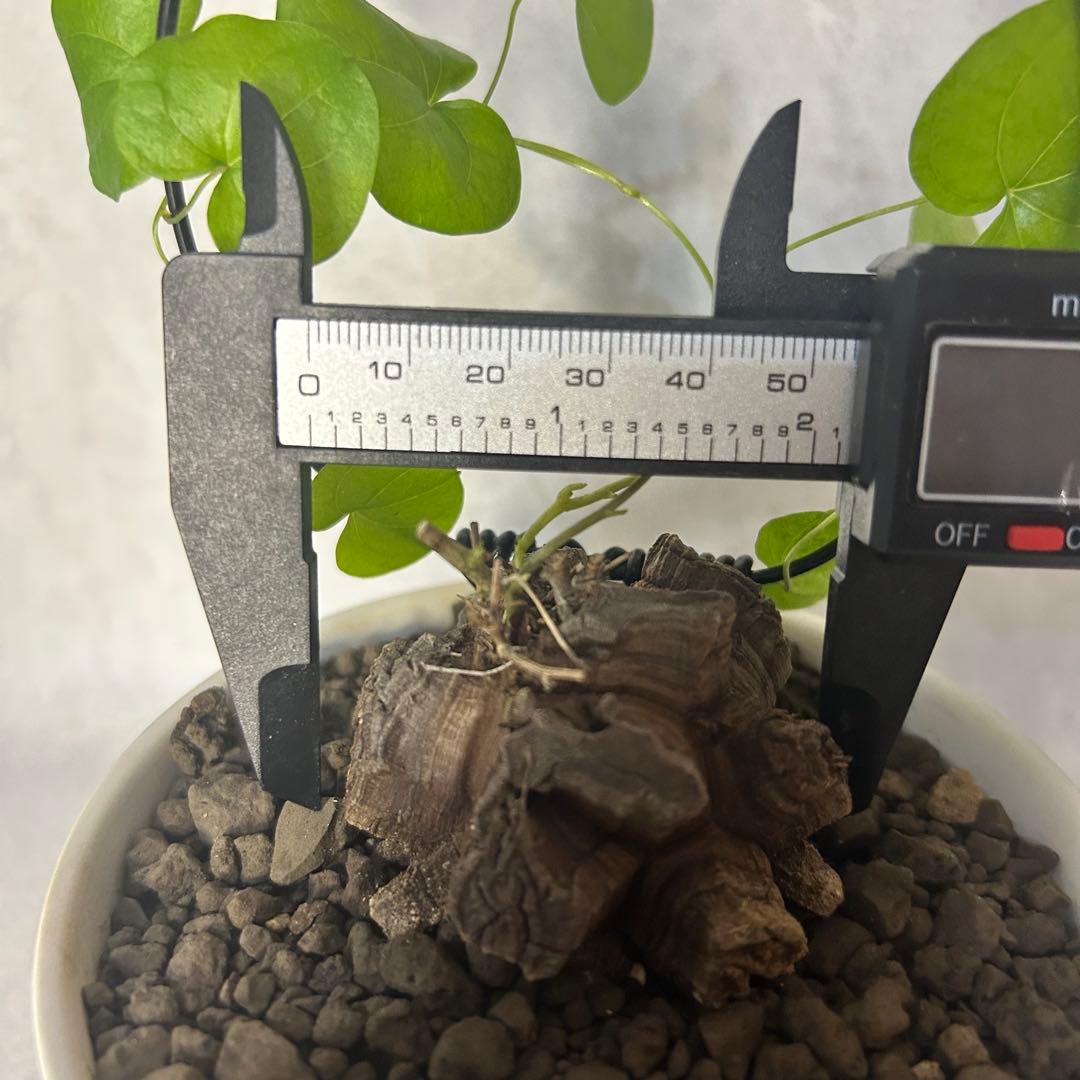 亀甲竜 (鉢入り) 5cm越え バキボコ割れ ディオスコレア　塊根植物