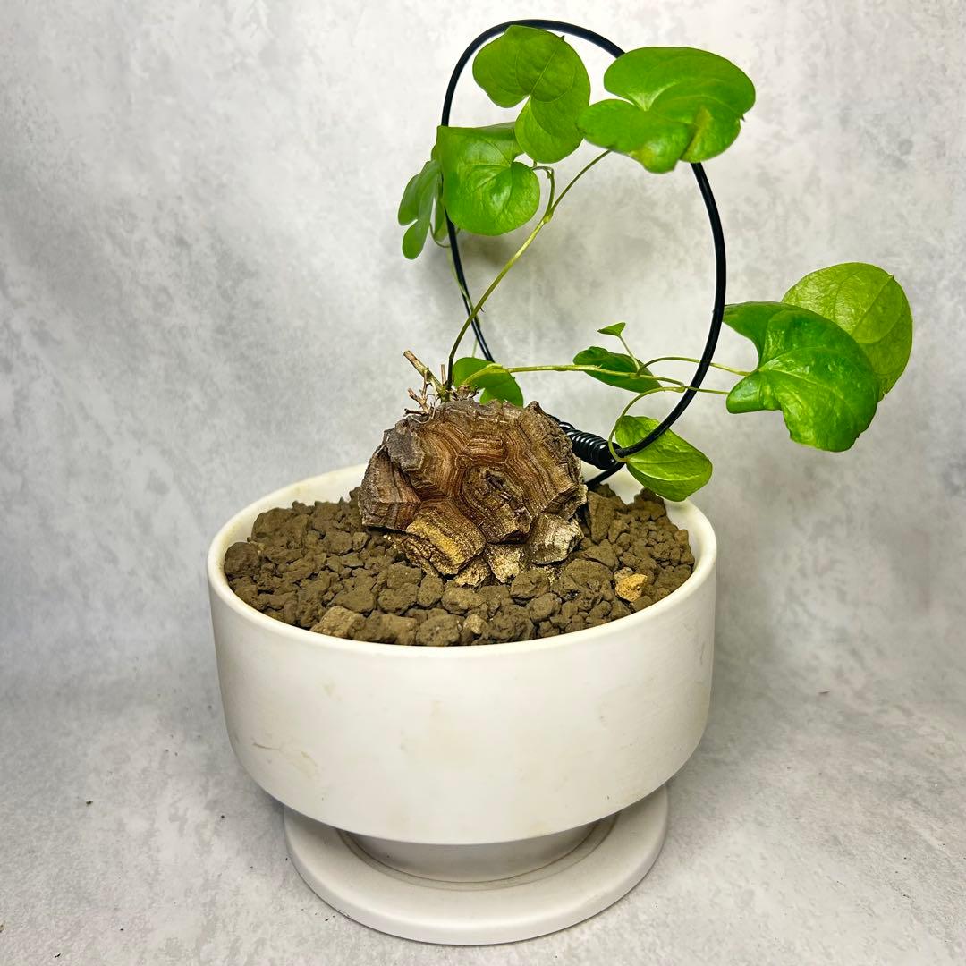 亀甲竜 (鉢入り) 5cm越え バキボコ割れ ディオスコレア　塊根植物