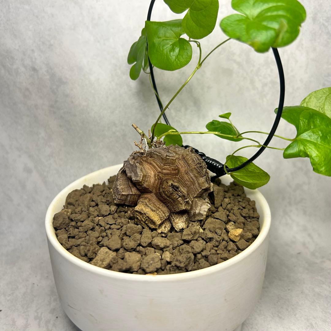 亀甲竜 (鉢入り) 5cm越え バキボコ割れ ディオスコレア　塊根植物