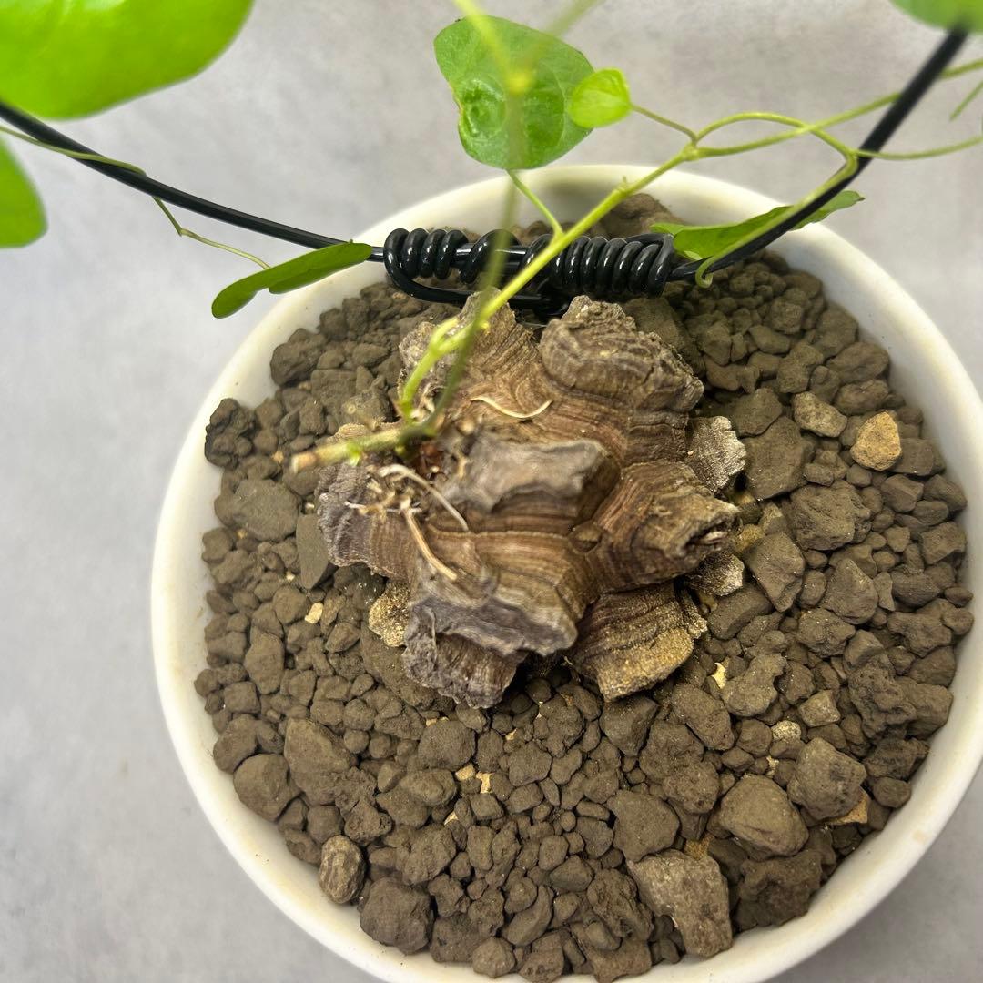 亀甲竜 (鉢入り) 5cm越え バキボコ割れ ディオスコレア　塊根植物