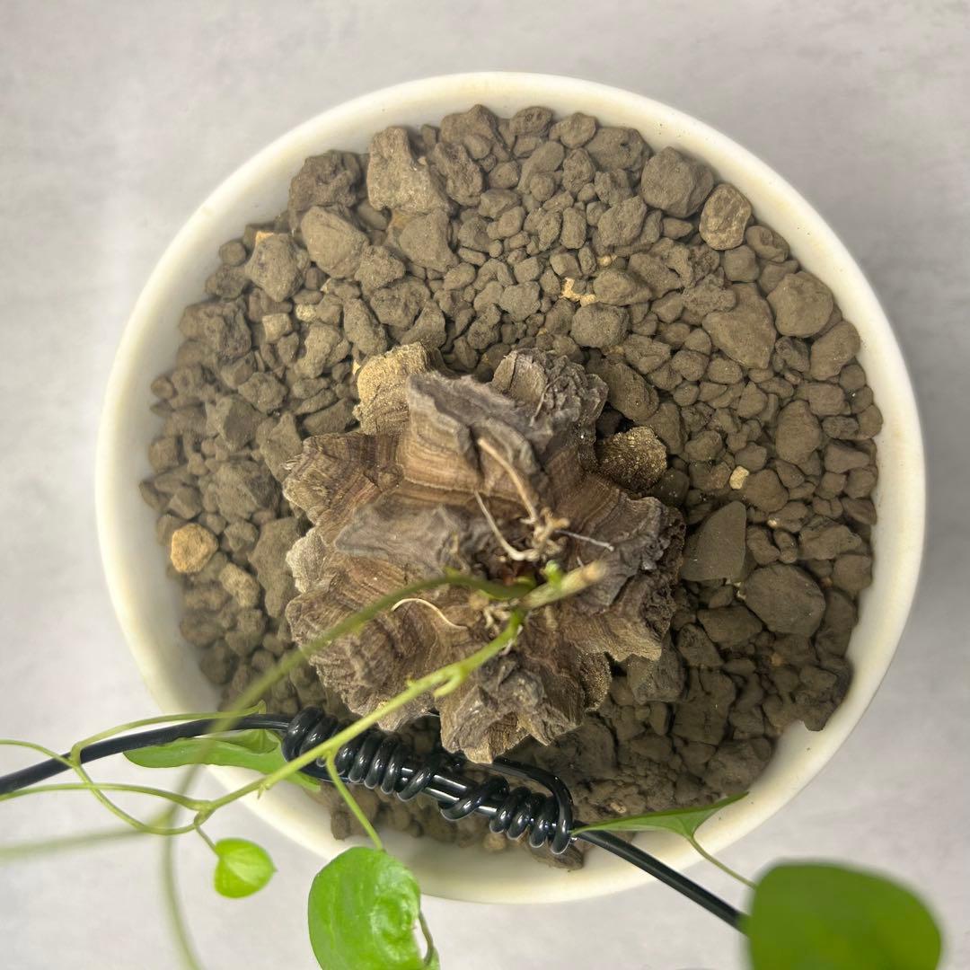 亀甲竜 (鉢入り) 5cm越え バキボコ割れ ディオスコレア　塊根植物