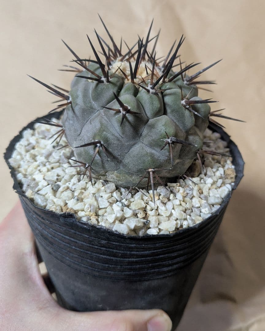 黒王丸 コピアポア シネレア 台付