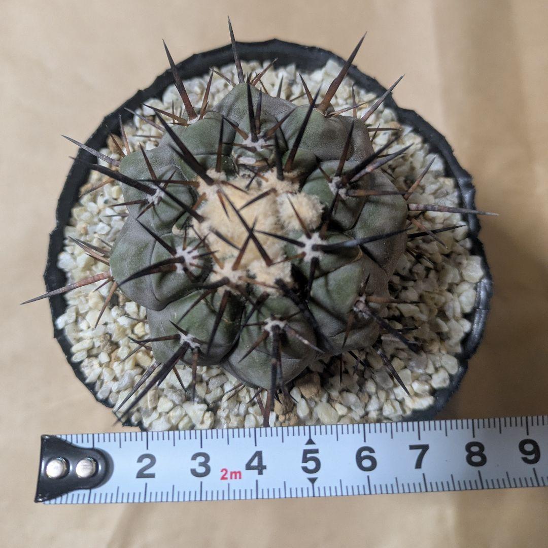 黒王丸 コピアポア シネレア 台付