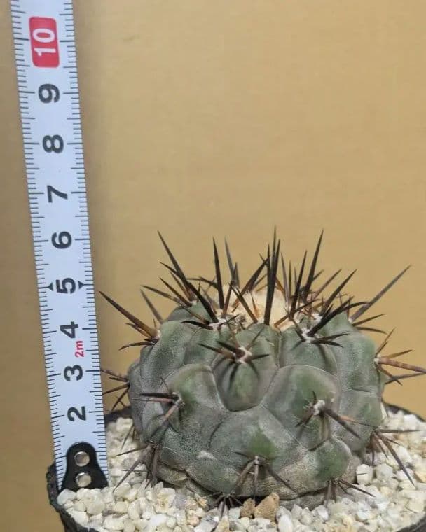 黒王丸 コピアポア シネレア 台付