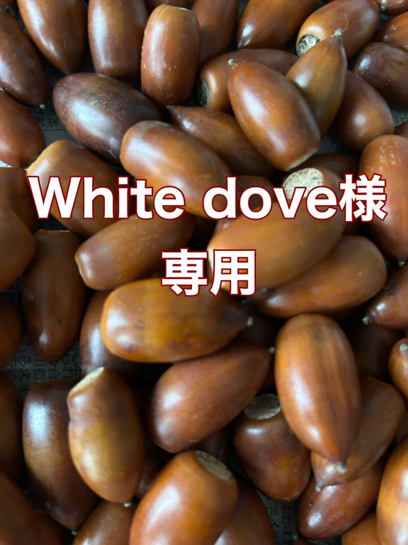 White dove　①