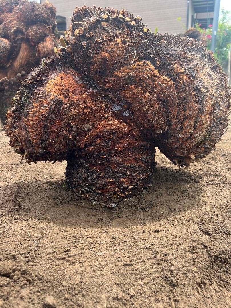 ソテツ　獅子蘇鉄　蘇鉄　獅子ソテツ　相当数所有