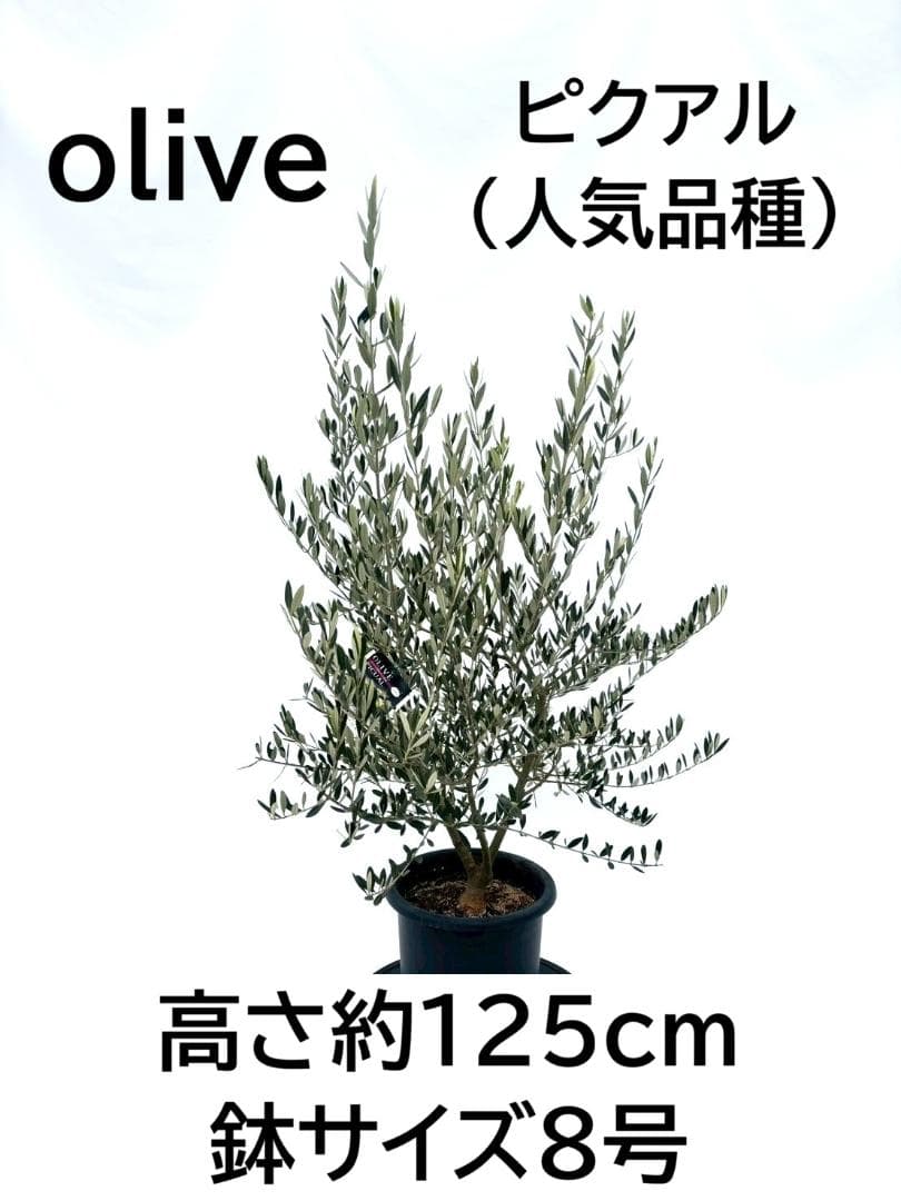 オリーブの木　ピクアル　8号　約125cm　NO.866　人気品種　現品掲載