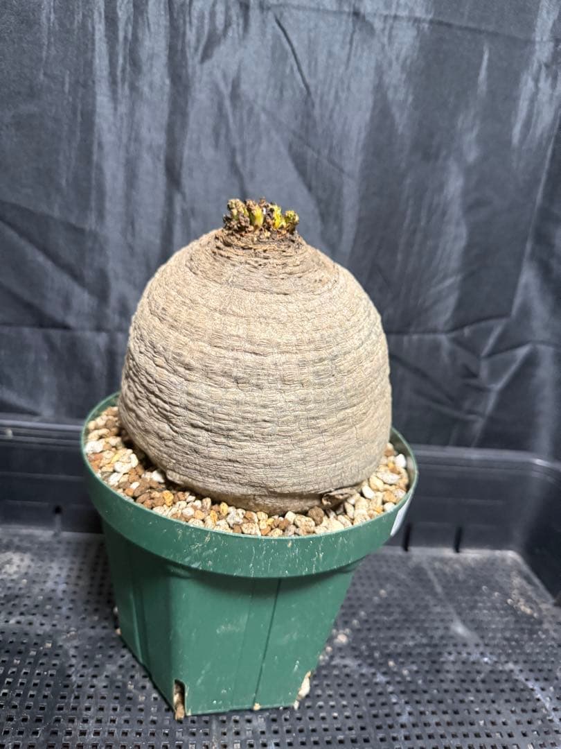 発根済 ユーフォルビア デシデュア