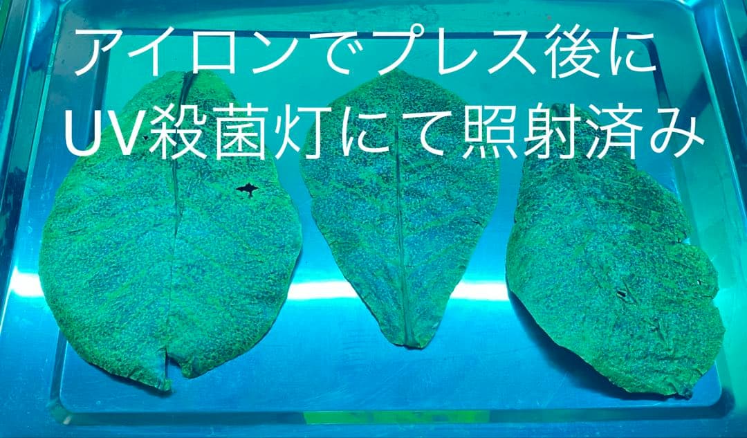 沖縄県やんばる産マジックリーフ 1kg UV殺菌灯照射済み④