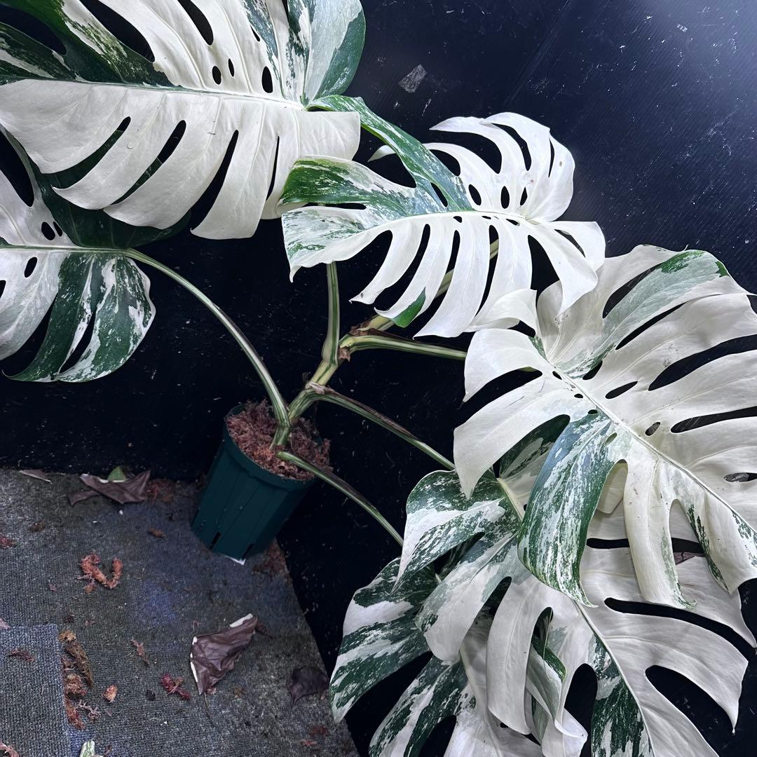 ハ*ー様 斑入りモンステラ ホワイトタイガー極美大株69cm白斑多