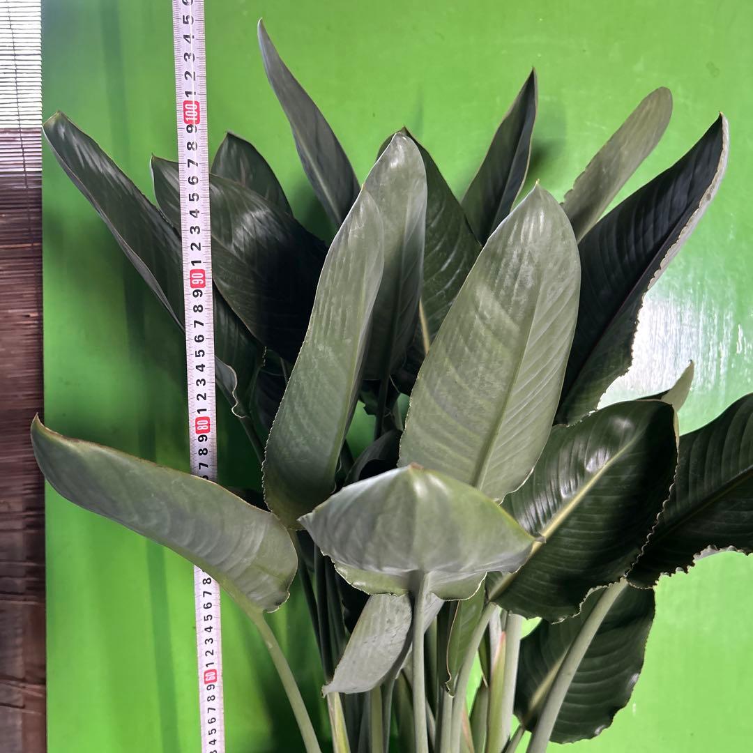 ストレチア苗　ストレチア鉢　ストレチア　レギネ　10寸　1鉢価格