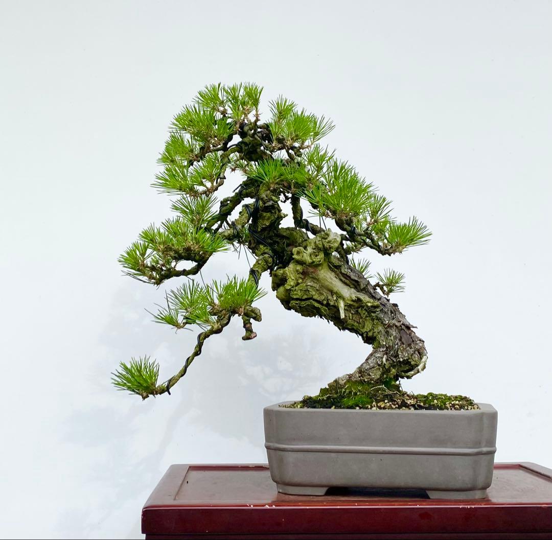 白木盆栽園　古木　山採り　黒松　樹高51センチ　盆栽黒松赤松五葉松真柏雑観葉植物