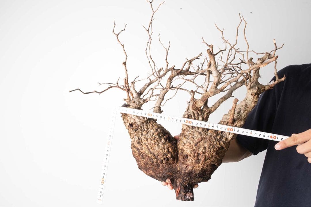 FP55 オペルクリカリア パキプス ベアルート株