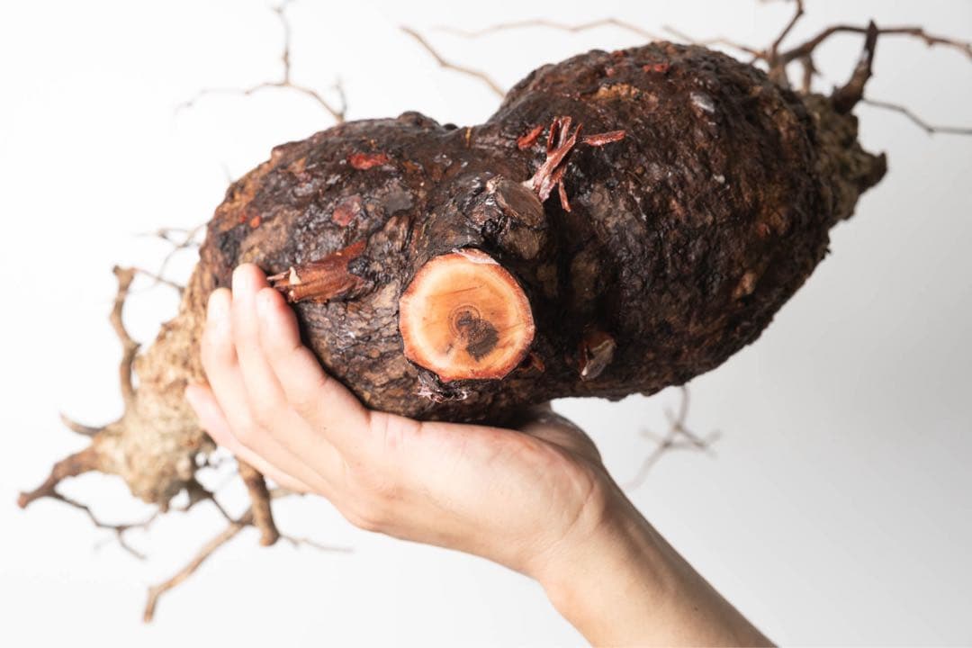 FP55 オペルクリカリア パキプス ベアルート株