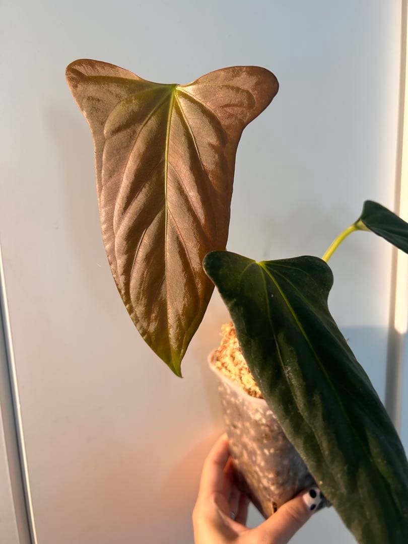 アンスリウム　ポーティラエ x パピFS