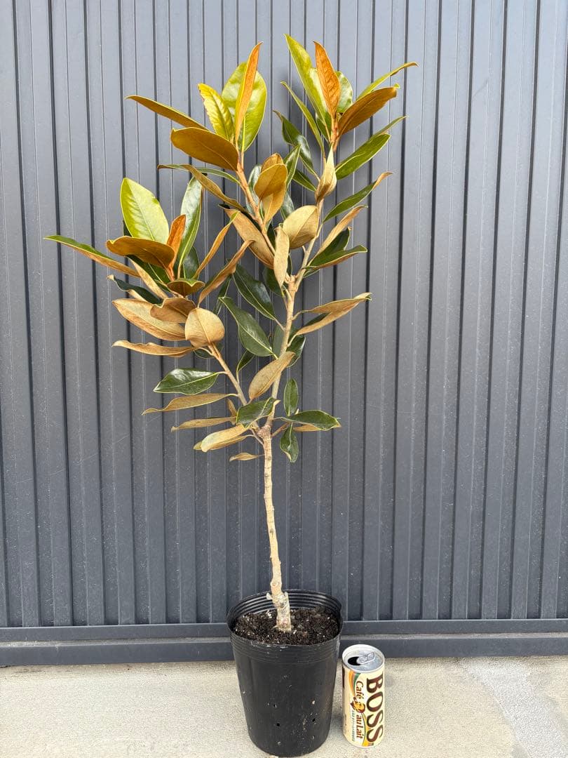 ◆タイサンボク　リトルジェム◆接木◆樹形が綺麗◆◆