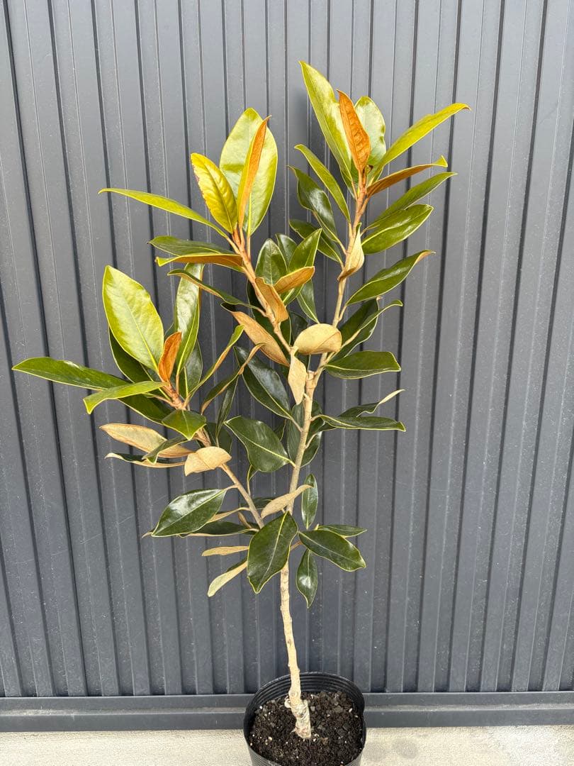 ◆タイサンボク　リトルジェム◆接木◆樹形が綺麗◆◆