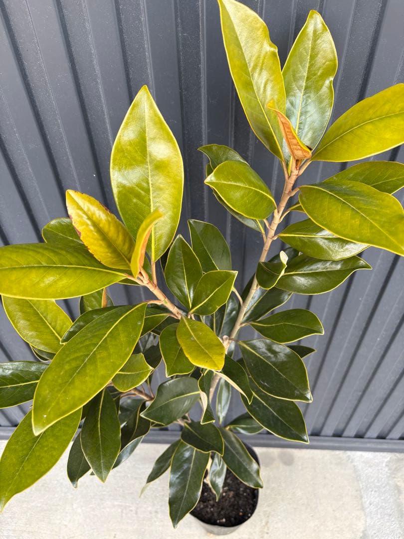 ◆タイサンボク　リトルジェム◆接木◆樹形が綺麗◆◆